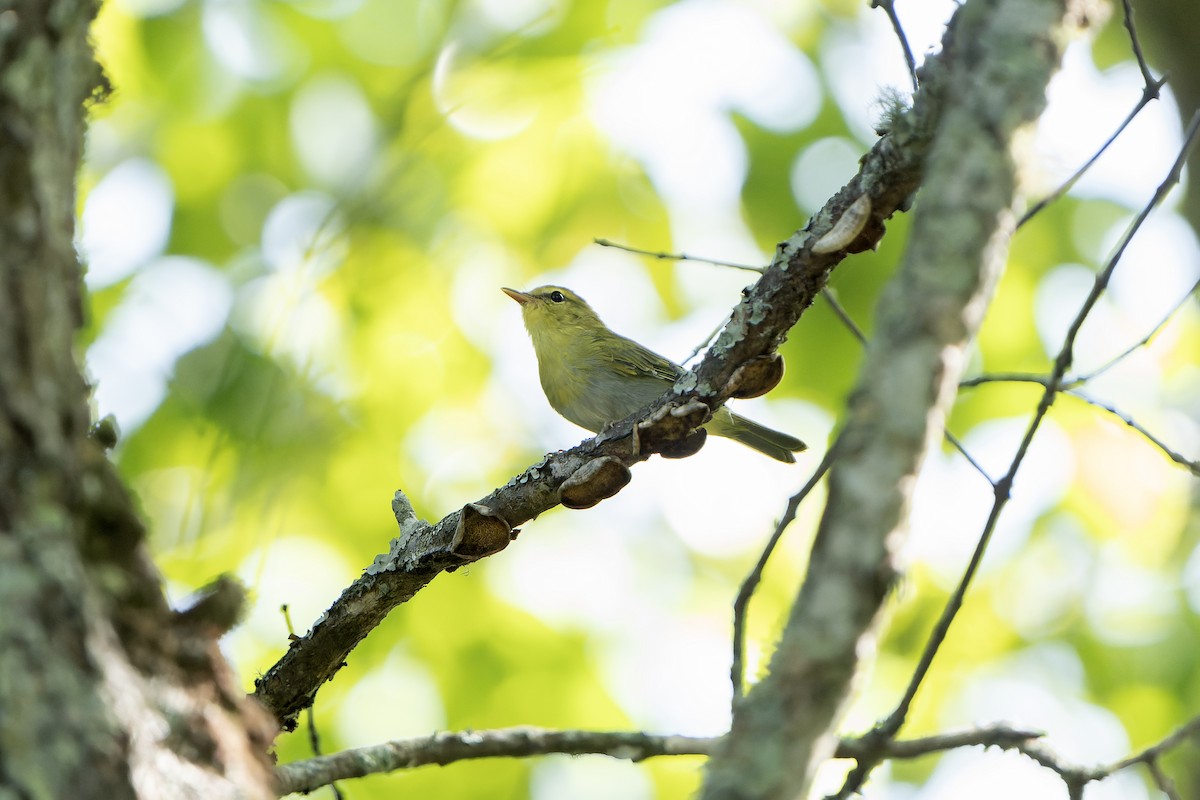 Laura's Woodland-Warbler - ML647419463