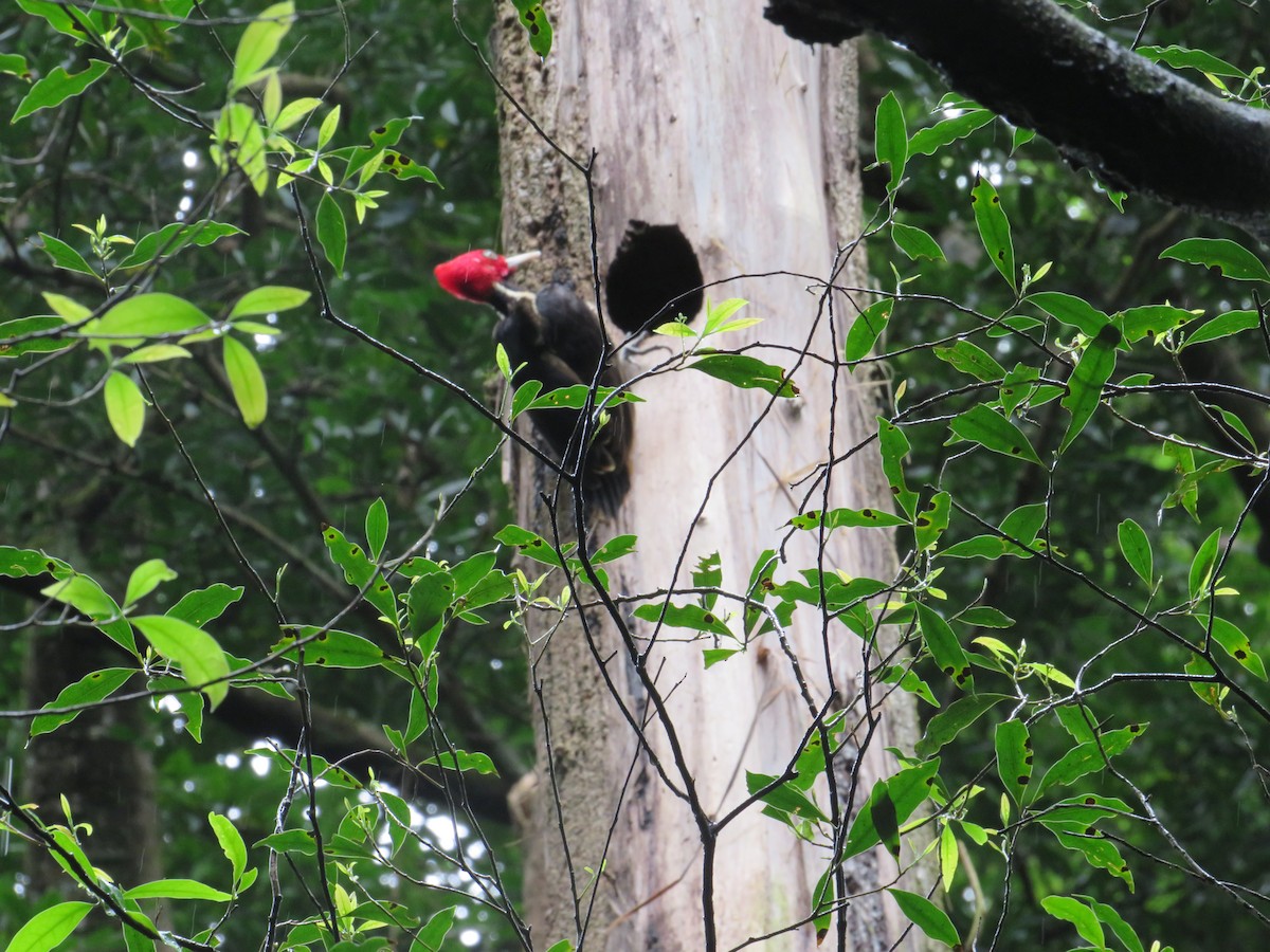 Pale-billed Woodpecker - ML647419464