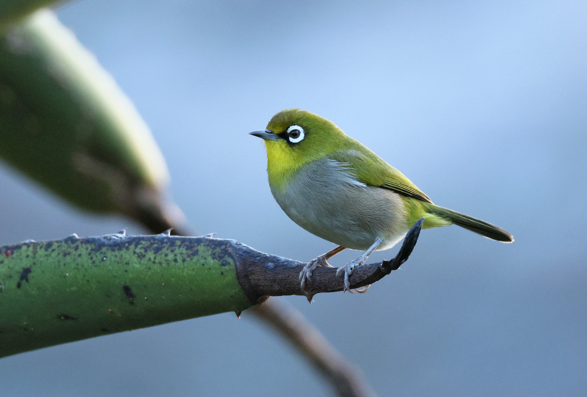 Kapbrillenvogel (capensis) - ML647419469