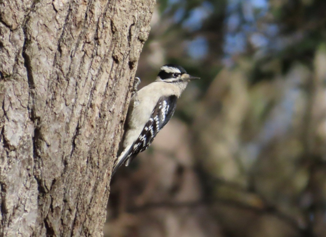 Downy Woodpecker - ML647419470