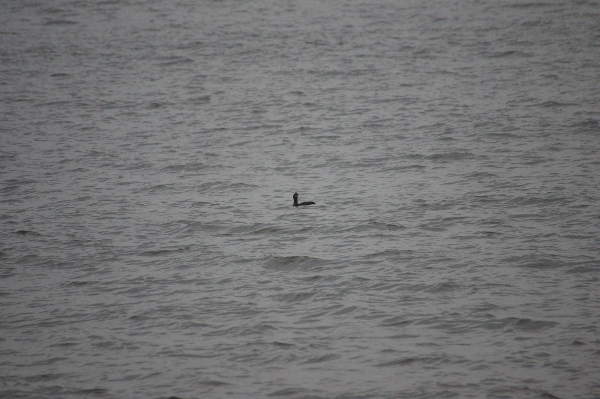 קורמורן ימי - ML647419471