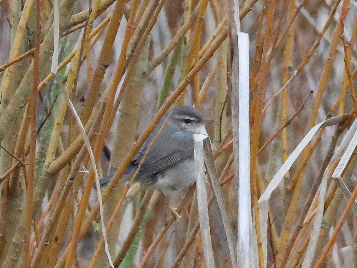 עלווית כהה - ML647419472