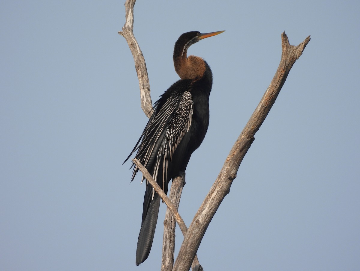 נחשון אסייתי - ML647419474