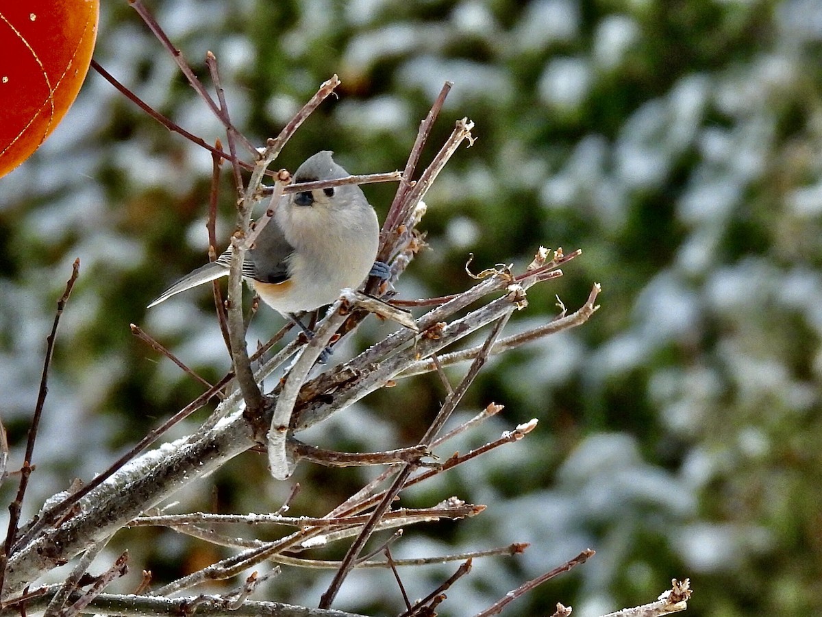 Tufted Titmouse - ML647419475