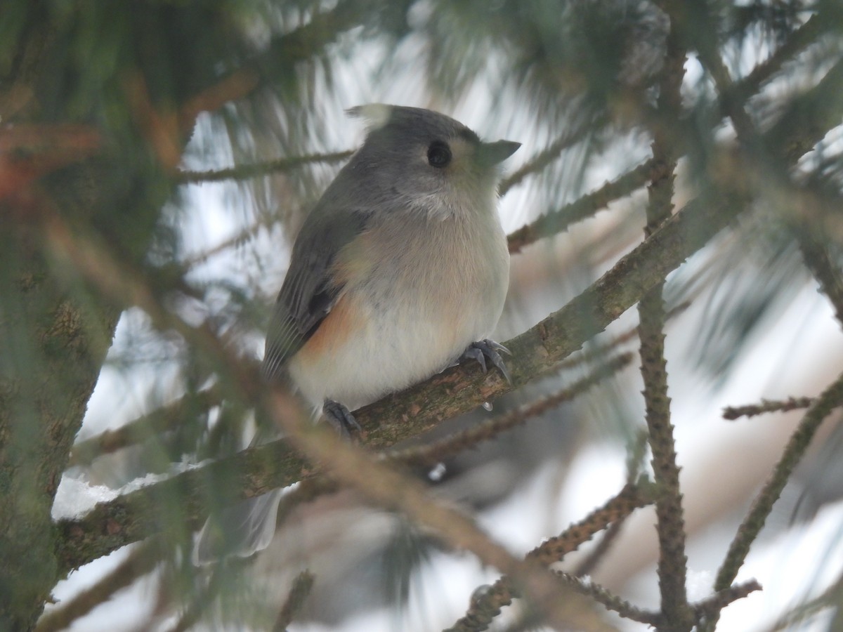 Tufted Titmouse - ML647419476