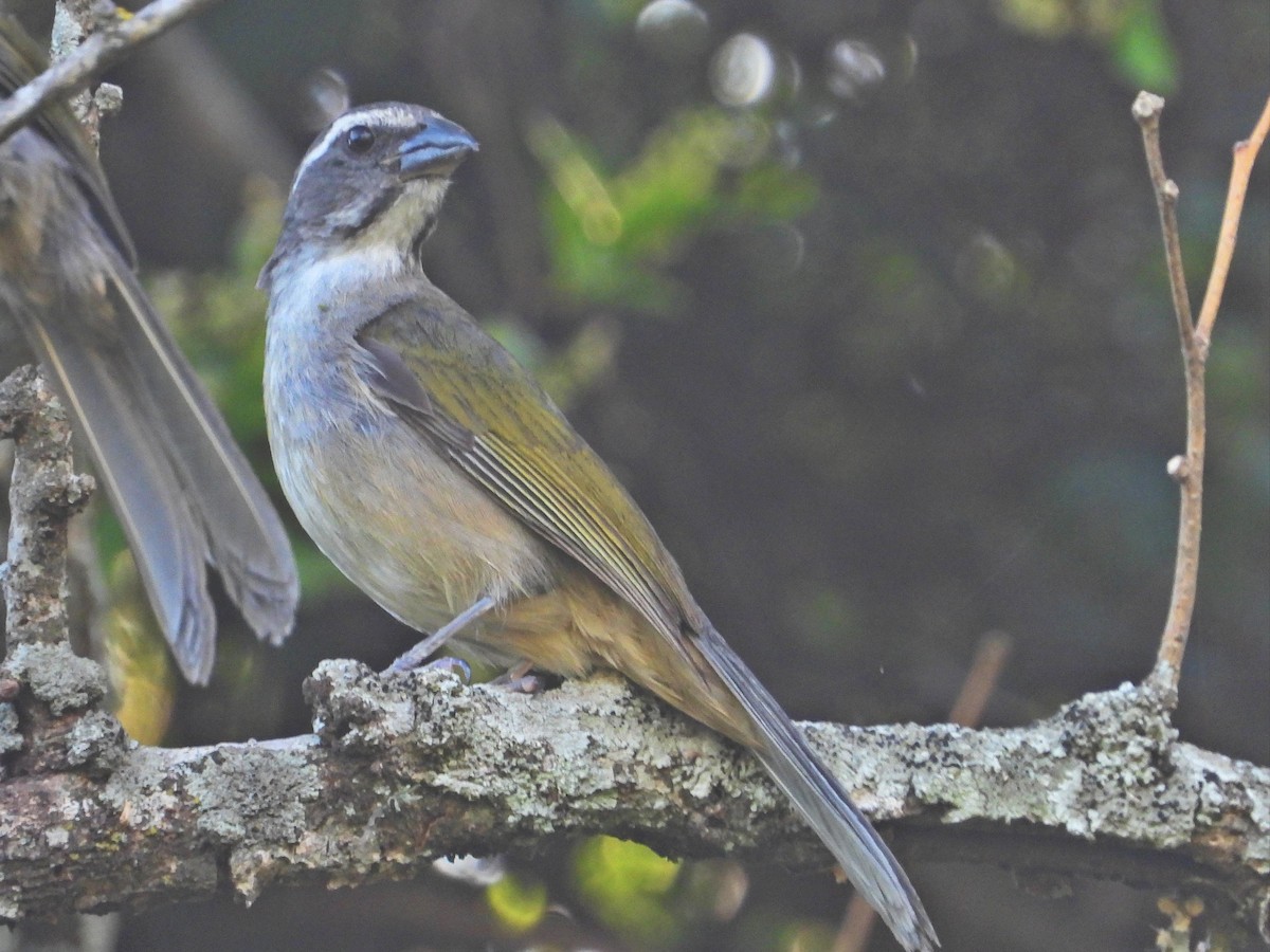Green-winged Saltator - ML647419477