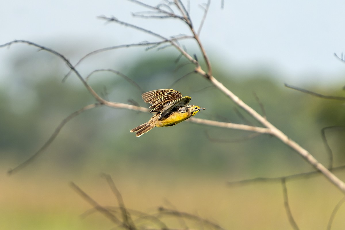 Fülleborn's Longclaw - ML647419479