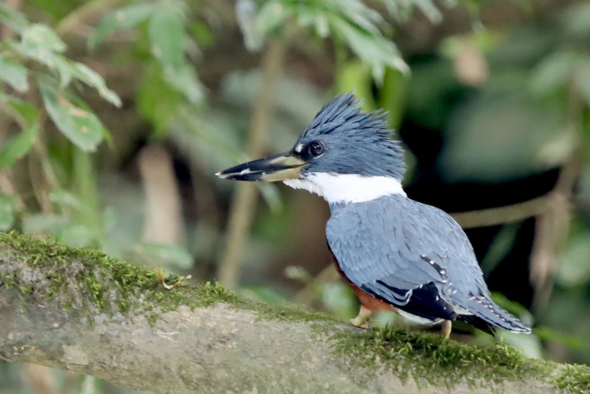 Ringed Kingfisher - ML647419480