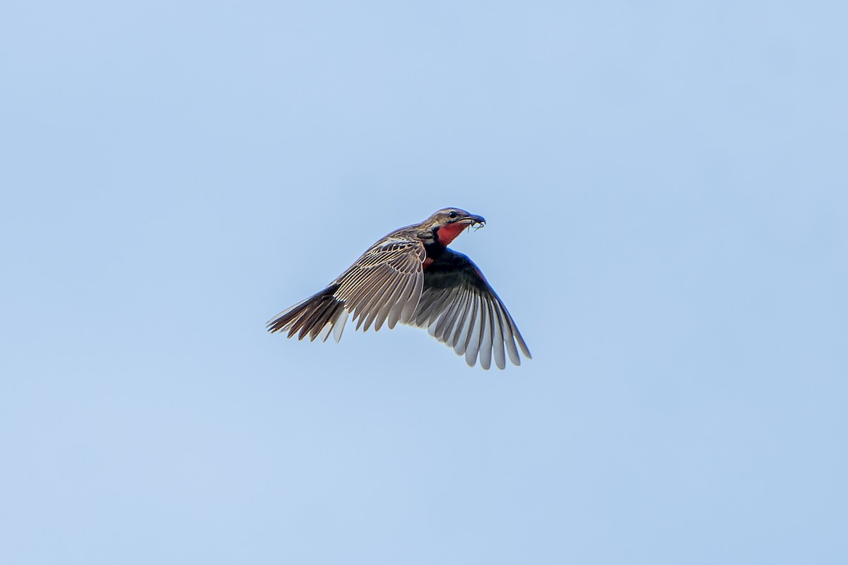 Rosy-throated Longclaw - ML647419485