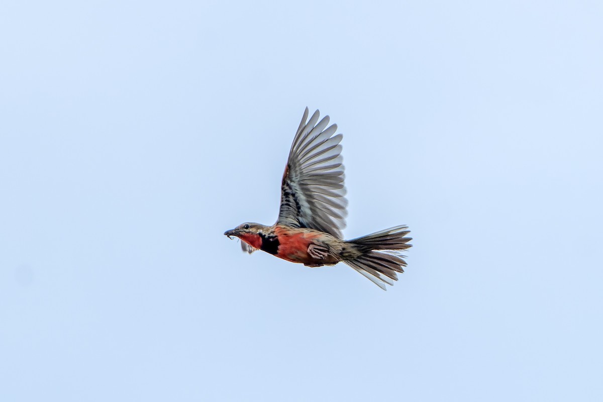 Rosy-throated Longclaw - ML647419487