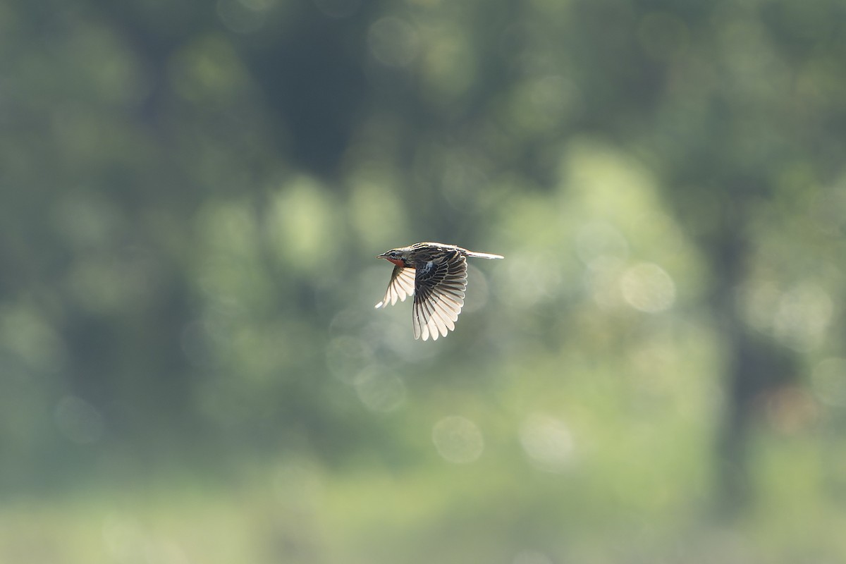 Rosy-throated Longclaw - ML647419488