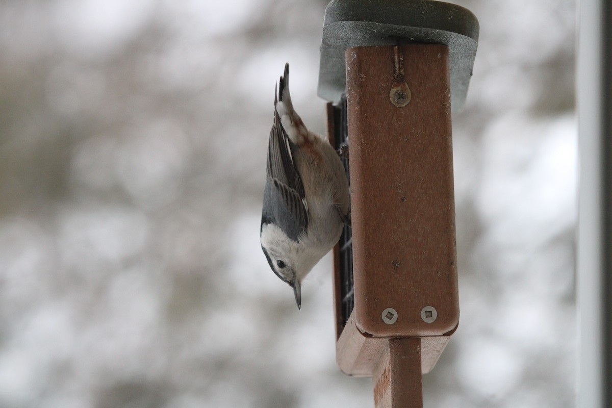 Weißbrustkleiber - ML647419489