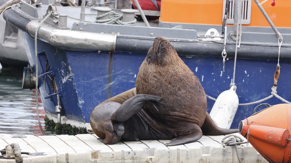 Lobo marino de un pelo - ML647419492