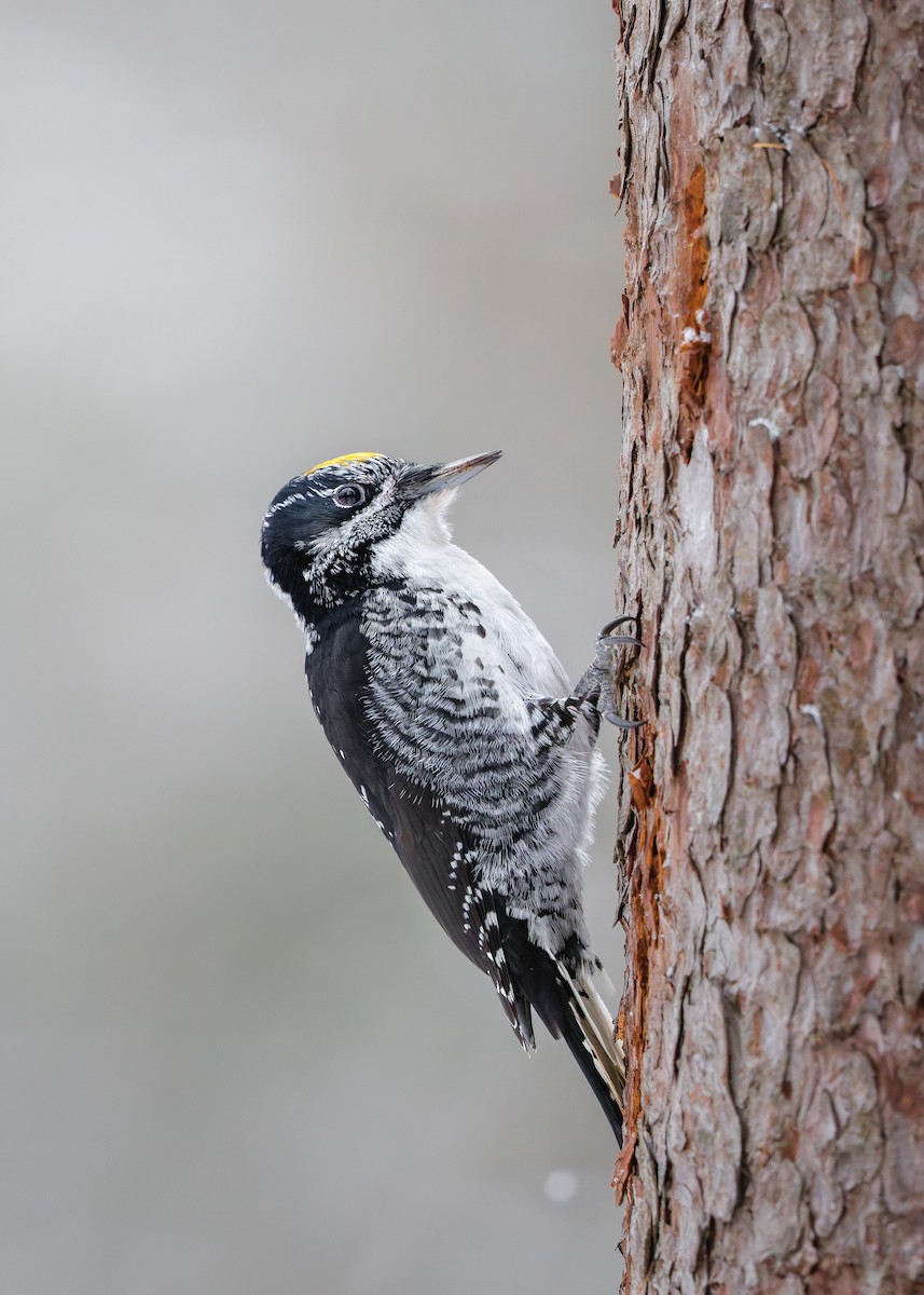American Three-toed Woodpecker - ML647419493