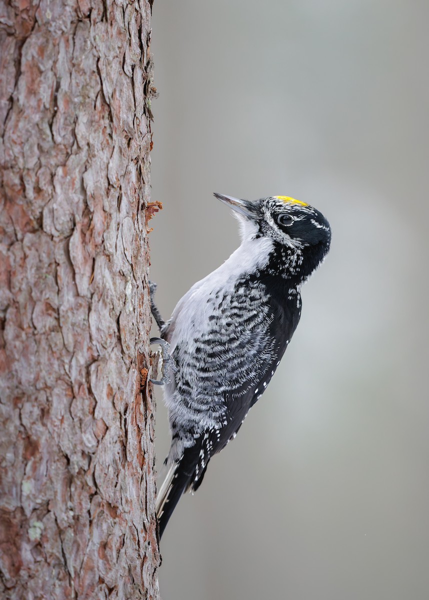 American Three-toed Woodpecker - ML647419494