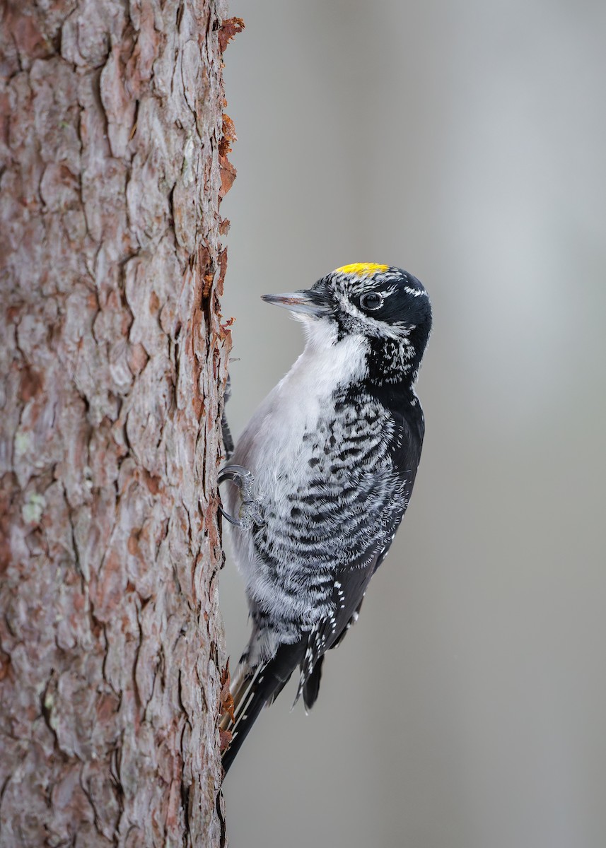 American Three-toed Woodpecker - ML647419495