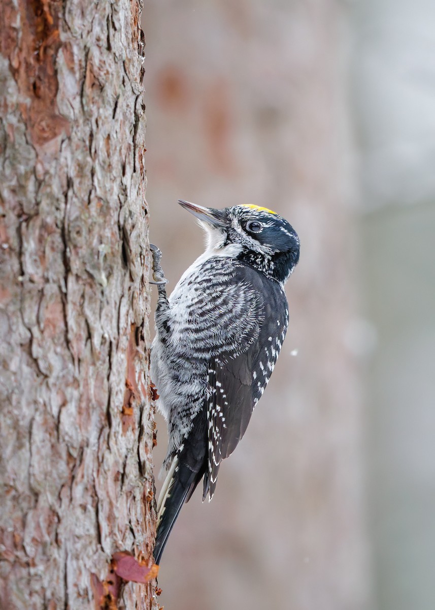 American Three-toed Woodpecker - ML647419496