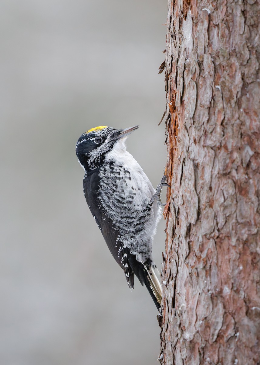 American Three-toed Woodpecker - ML647419497