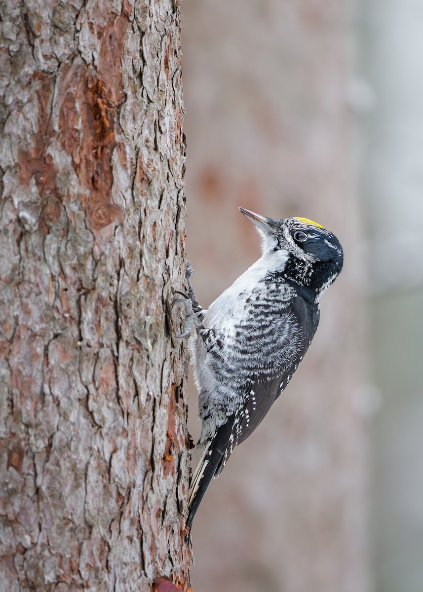 American Three-toed Woodpecker - ML647419498