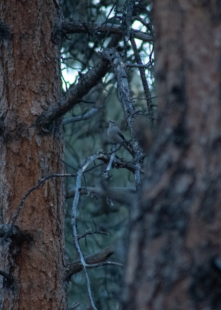 Townsend's Solitaire - ML647419507