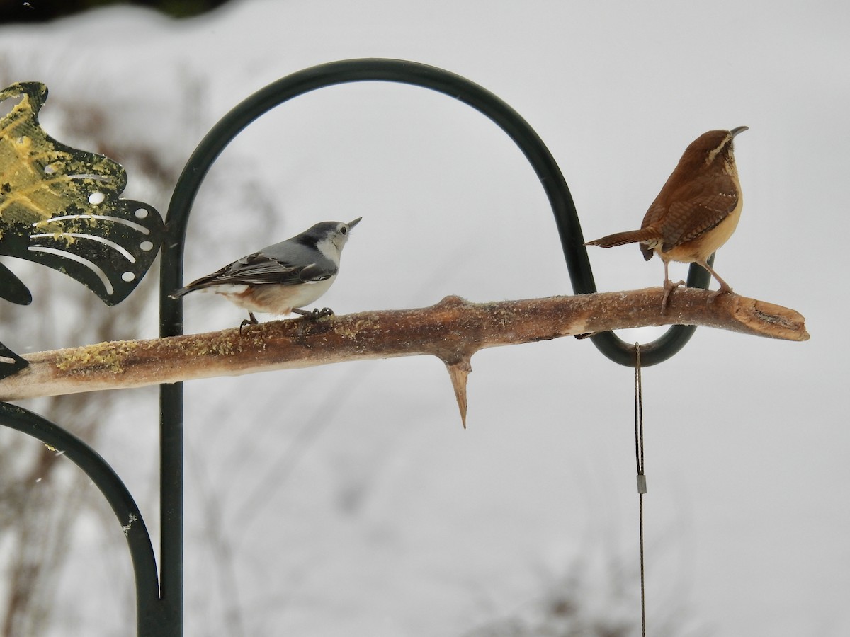 Weißbrustkleiber - ML647419509