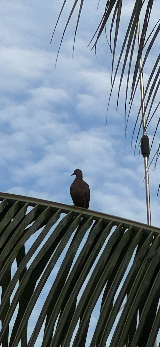 Pink-necked Green-Pigeon - ML647419510