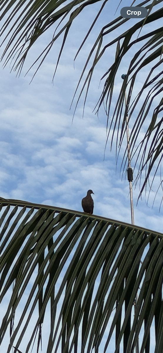 Pink-necked Green-Pigeon - ML647419511