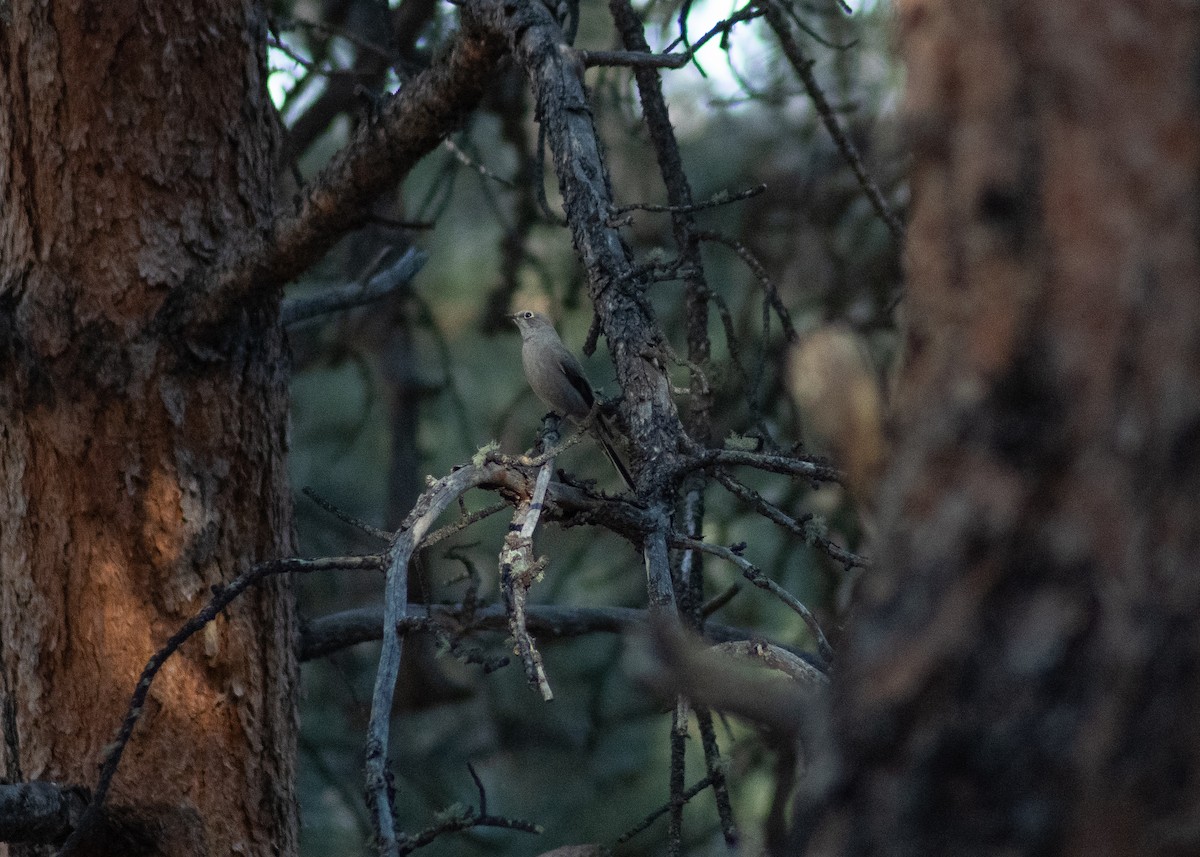 Townsend's Solitaire - ML647419512