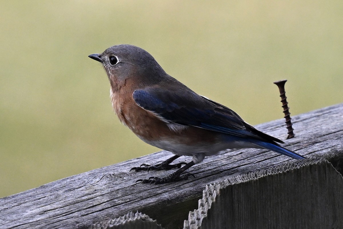 Eastern Bluebird - ML647419513