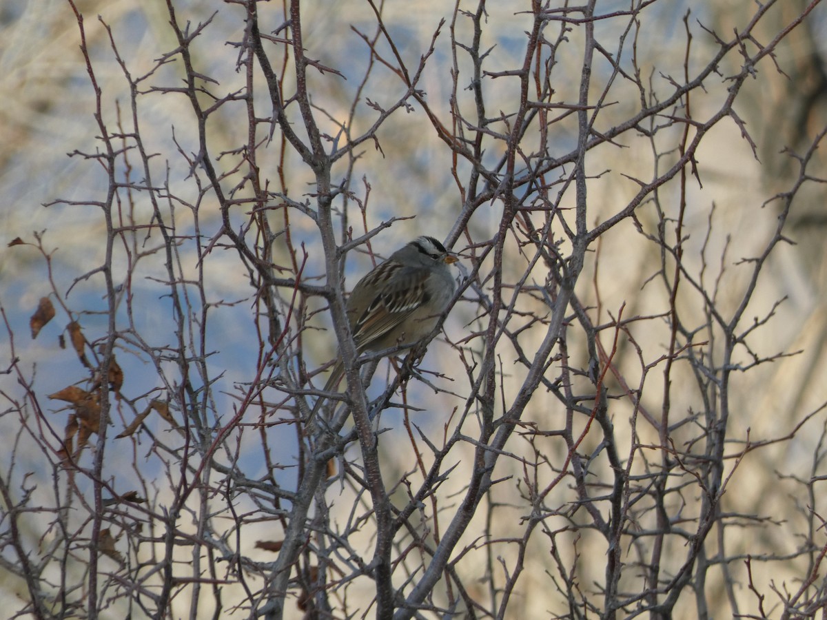 White-crowned Sparrow - ML647419551