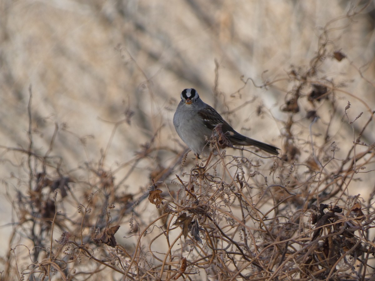 White-crowned Sparrow - ML647419552