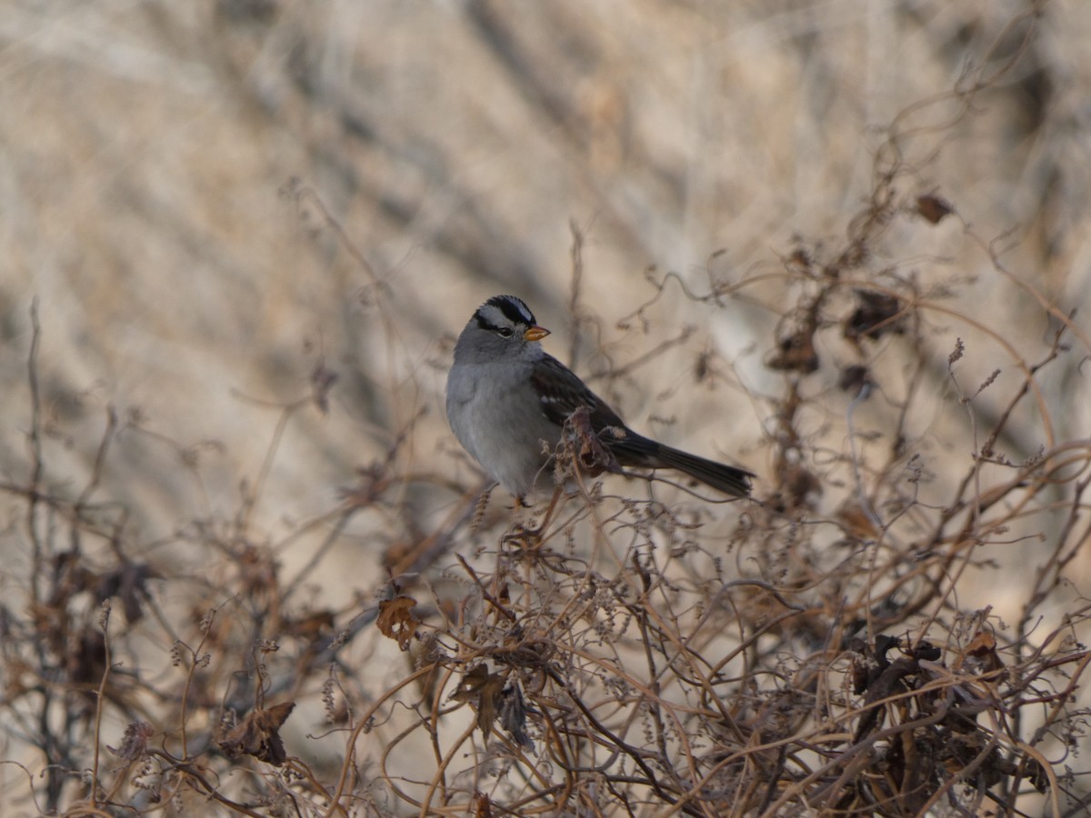 White-crowned Sparrow - ML647419553