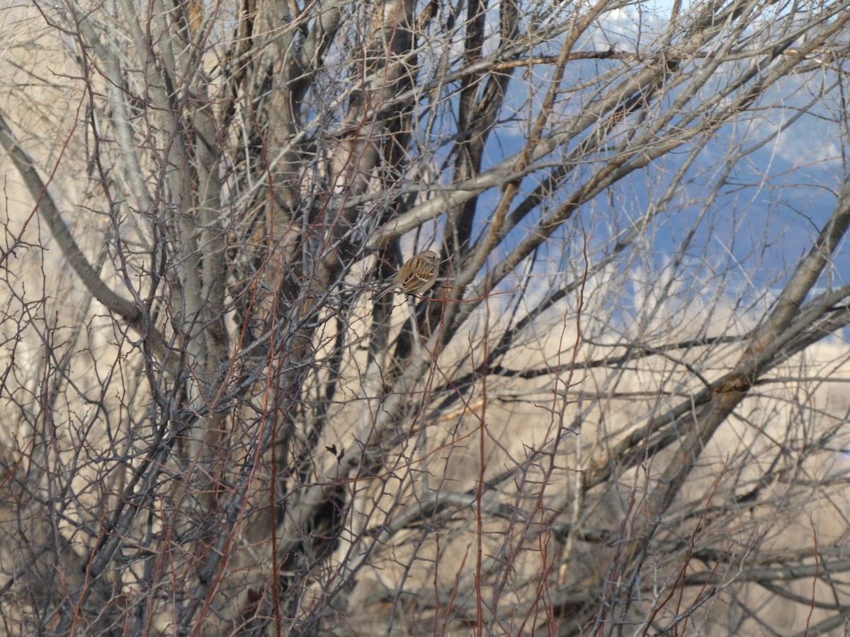 American Tree Sparrow - ML647419556