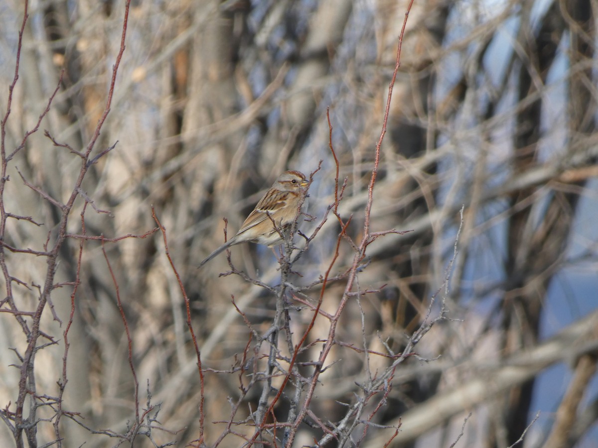 American Tree Sparrow - ML647419557