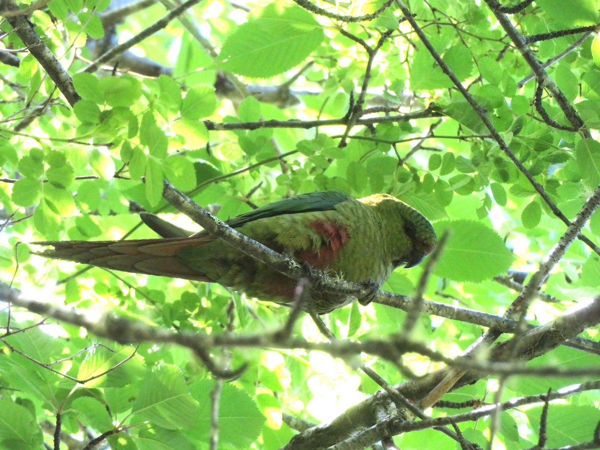 Магелланова которра - ML647419558