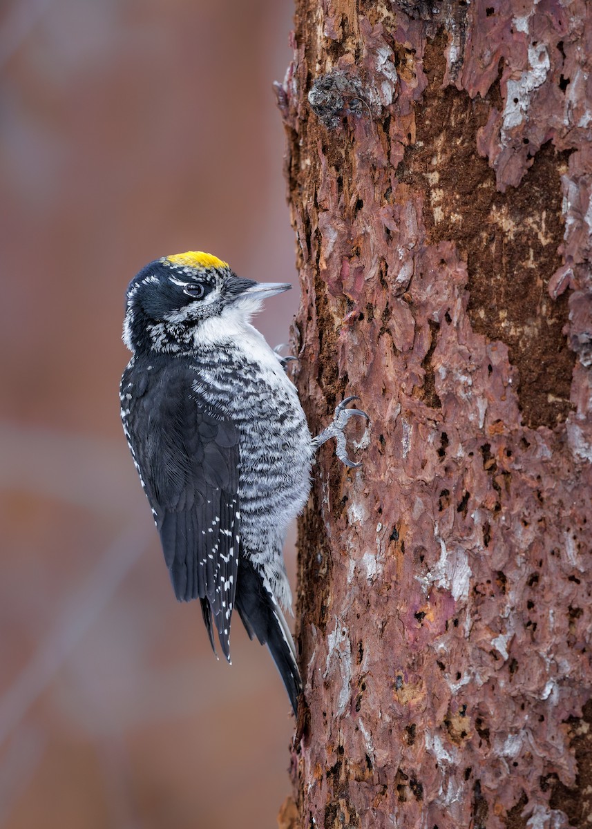 American Three-toed Woodpecker - ML647419572