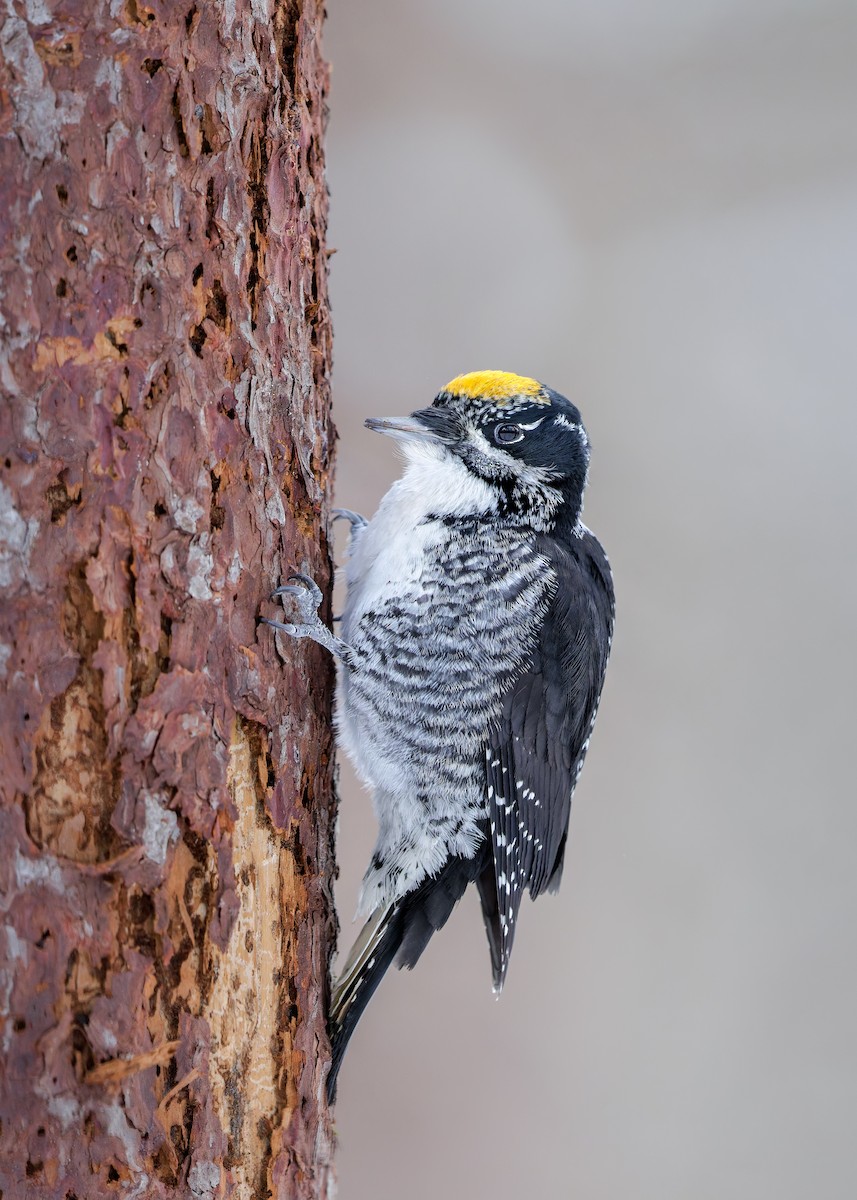 American Three-toed Woodpecker - ML647419573