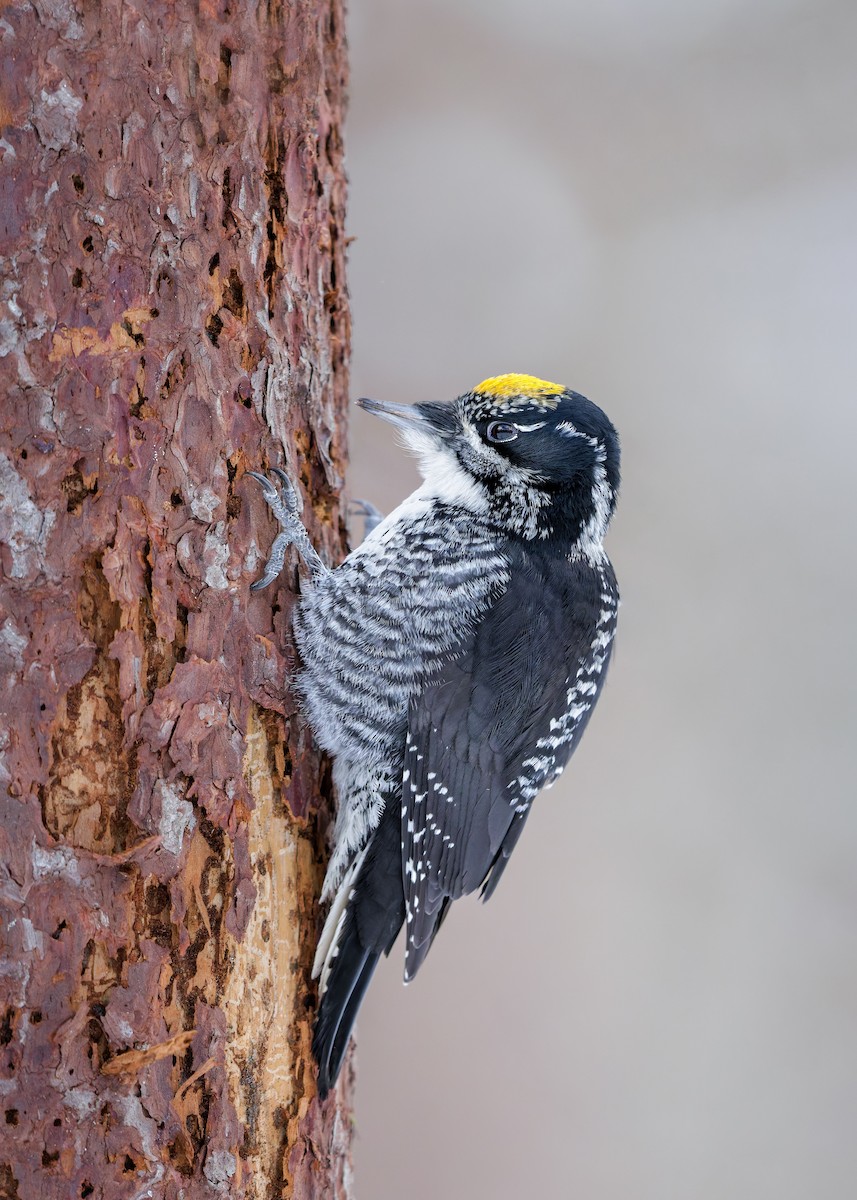 American Three-toed Woodpecker - ML647419574