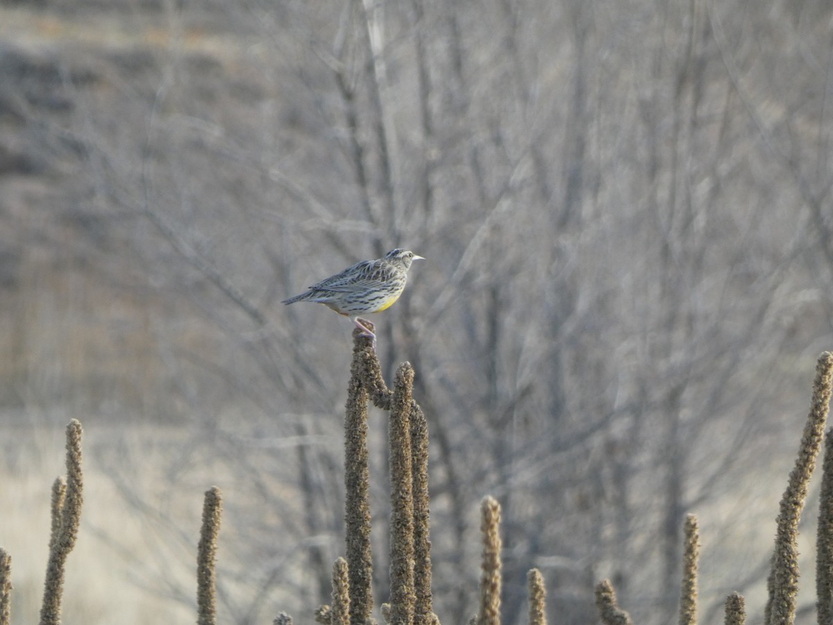 Western Meadowlark - ML647419577