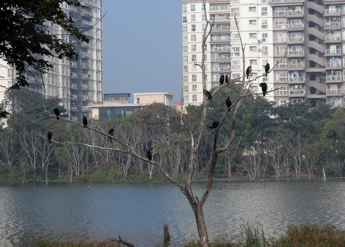 storskarv - ML647419578