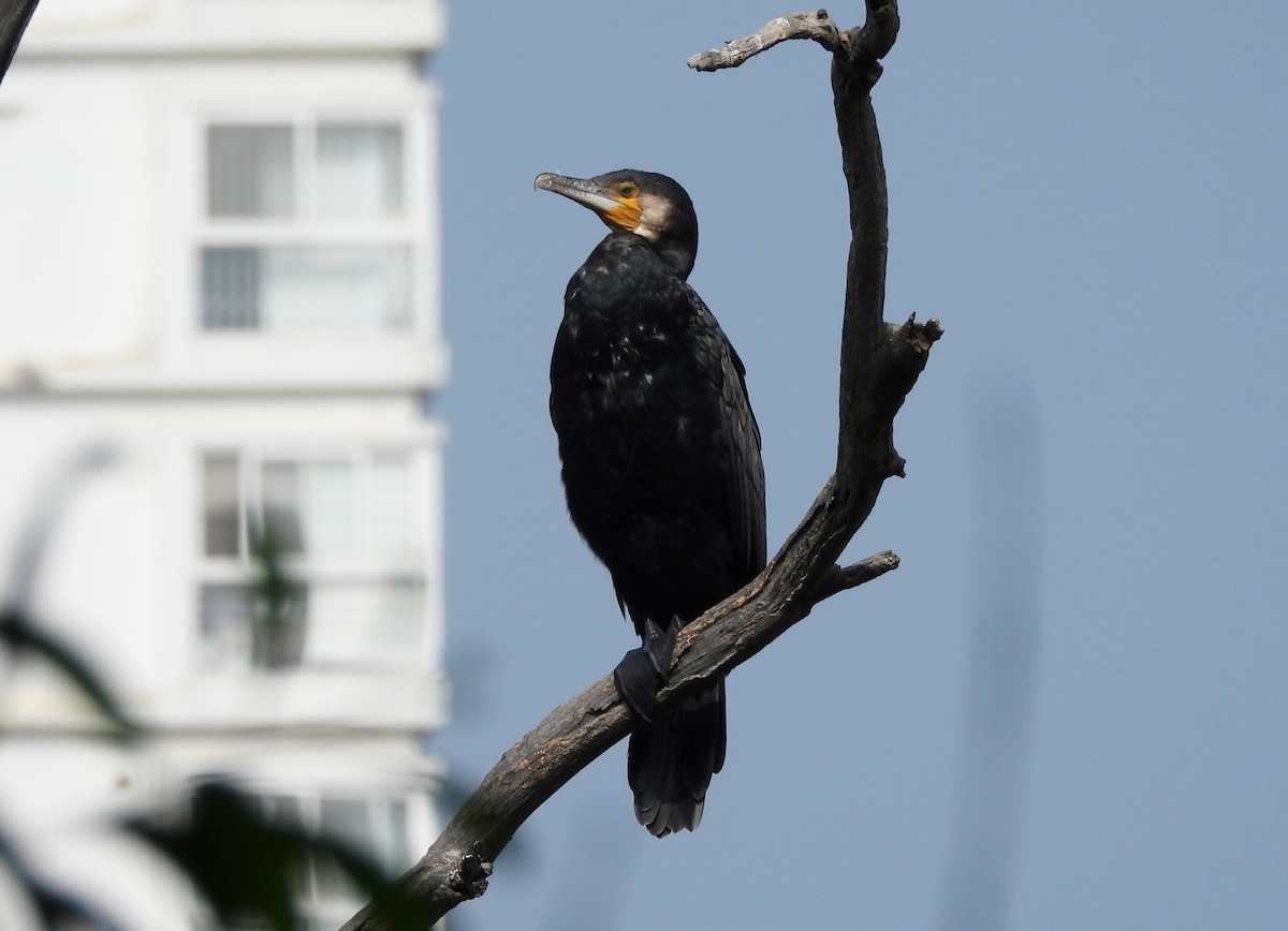 storskarv - ML647419581