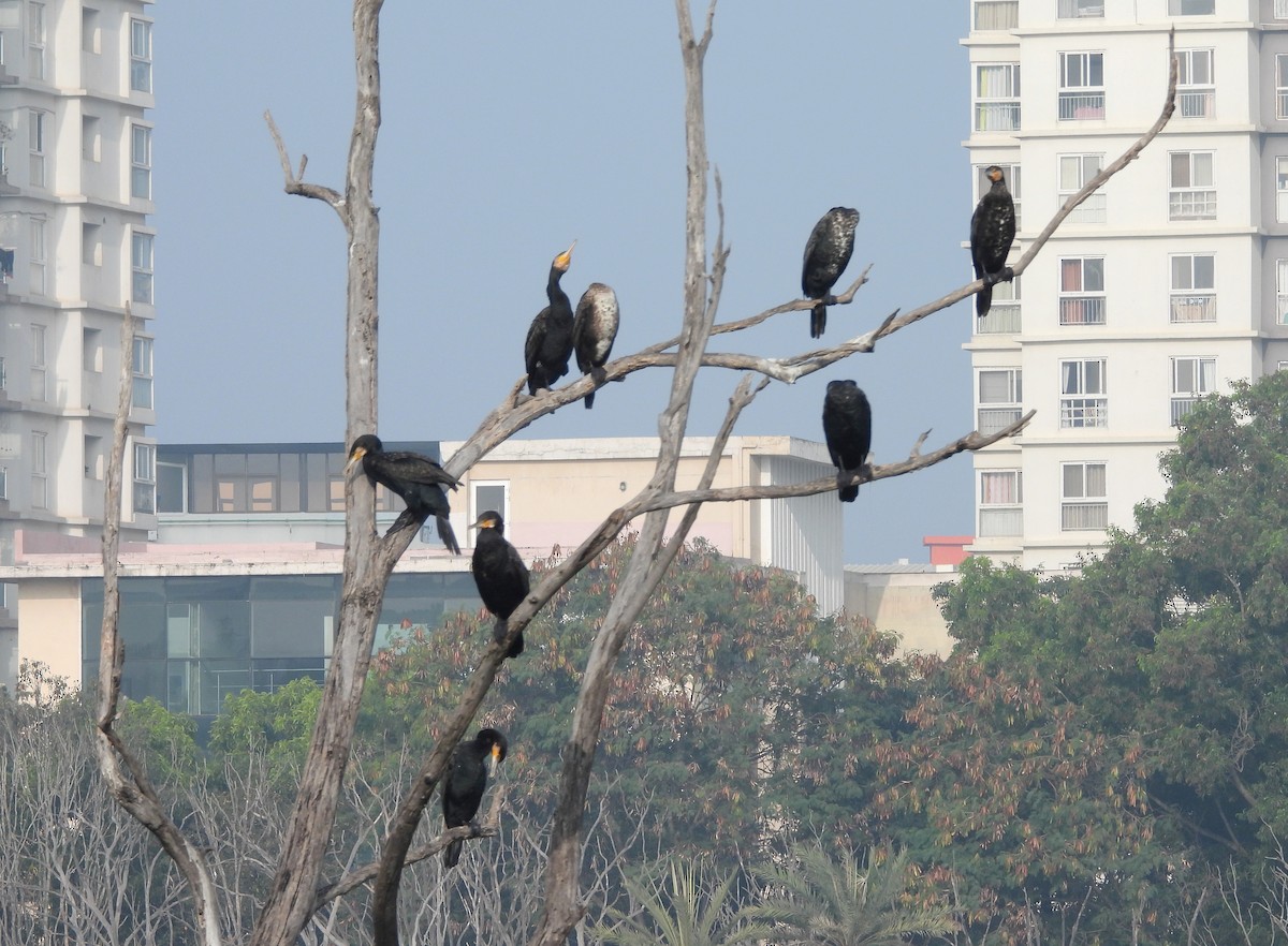 storskarv - ML647419582