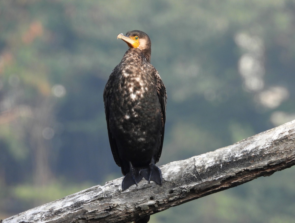 storskarv - ML647419583