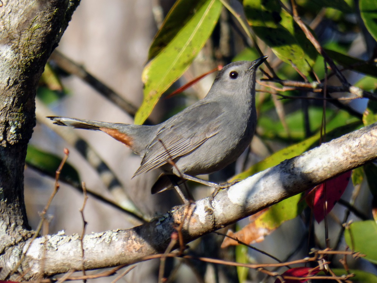 Пересмішник сірий - ML647419585