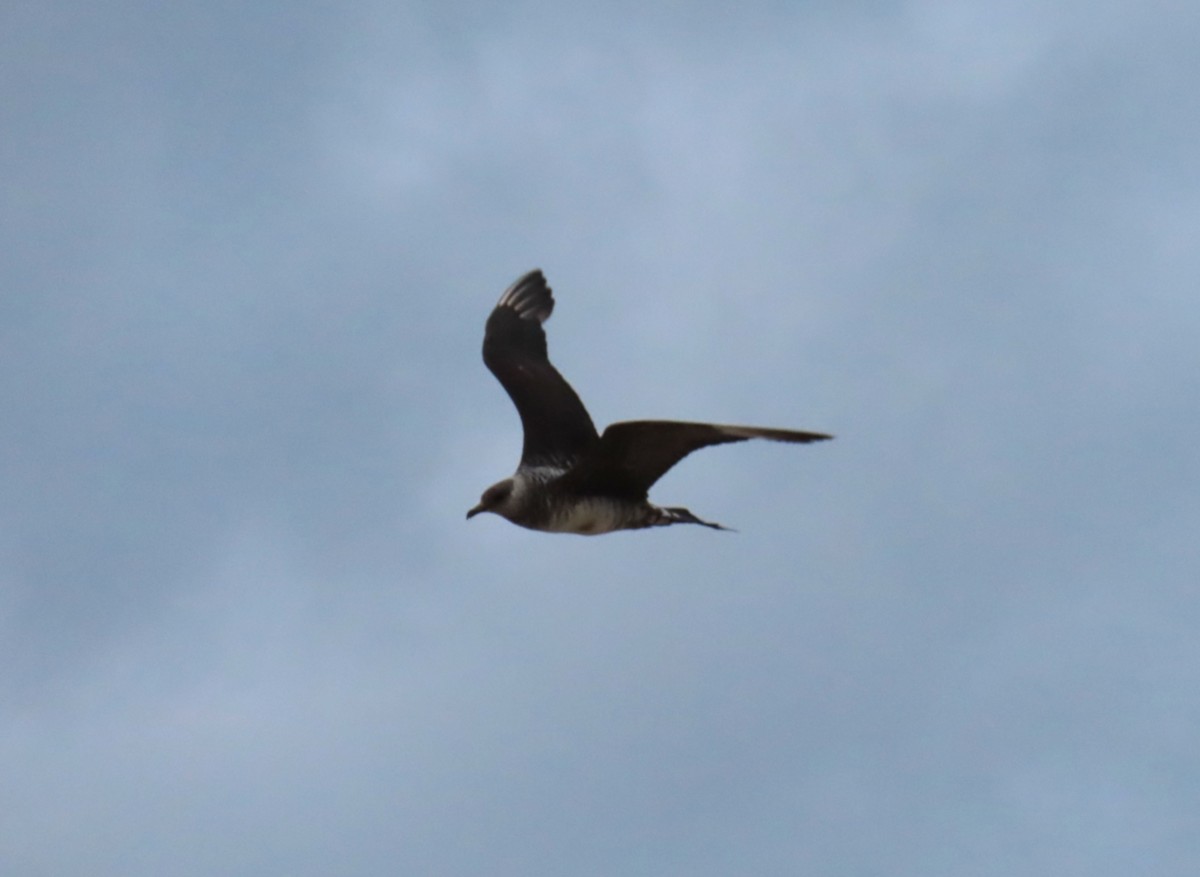 Parasitic Jaeger - ML647419586