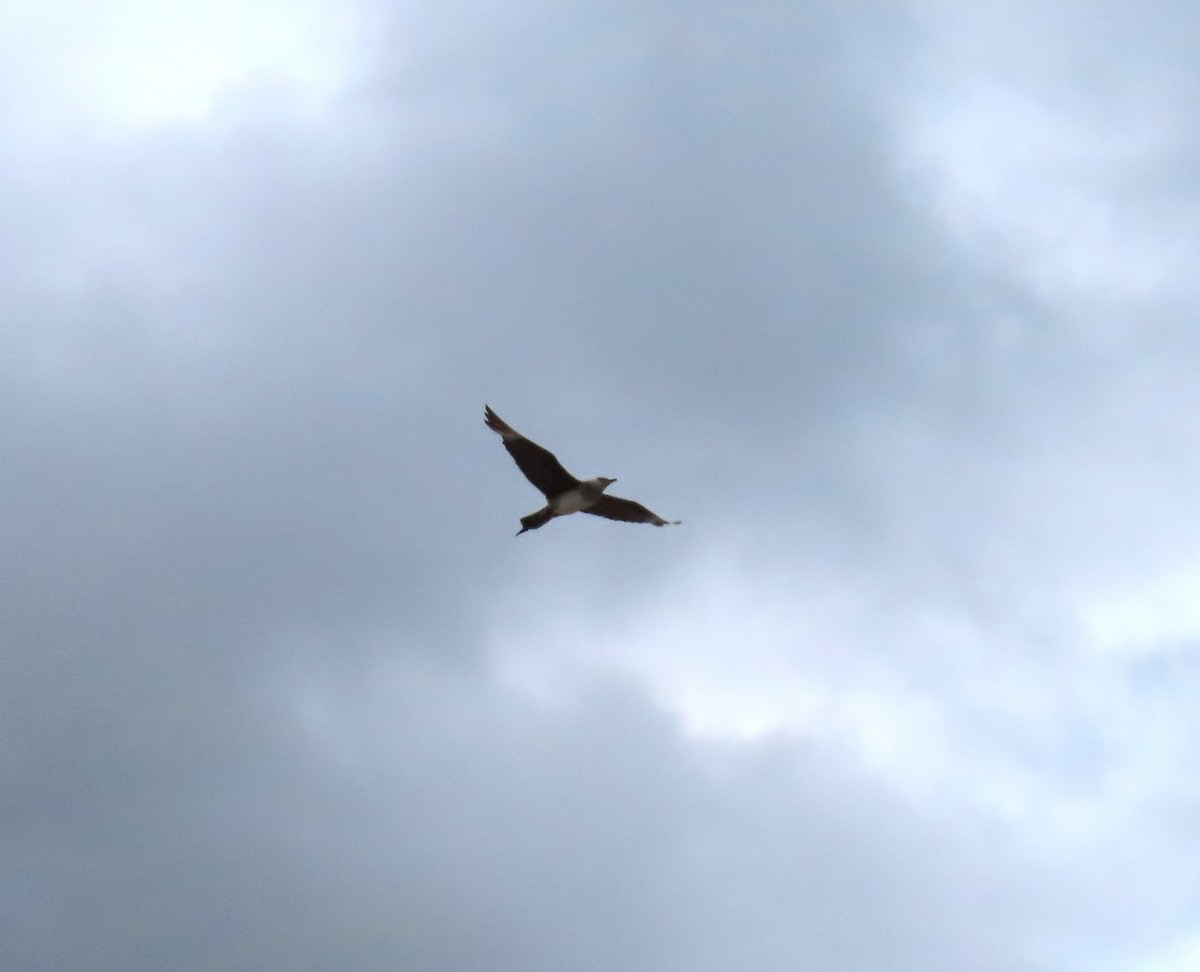 Parasitic Jaeger - ML647419587