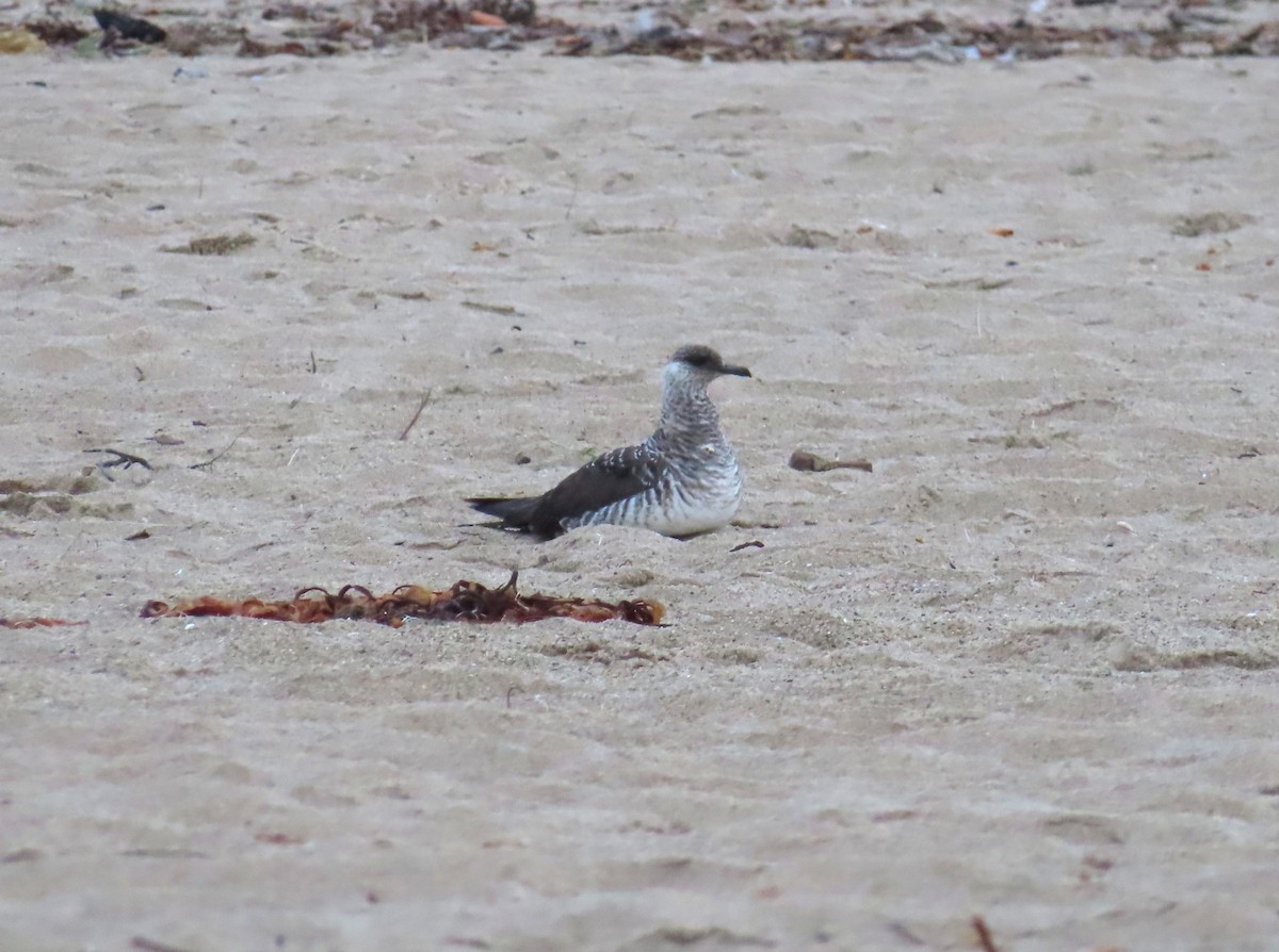 Parasitic Jaeger - ML647419588
