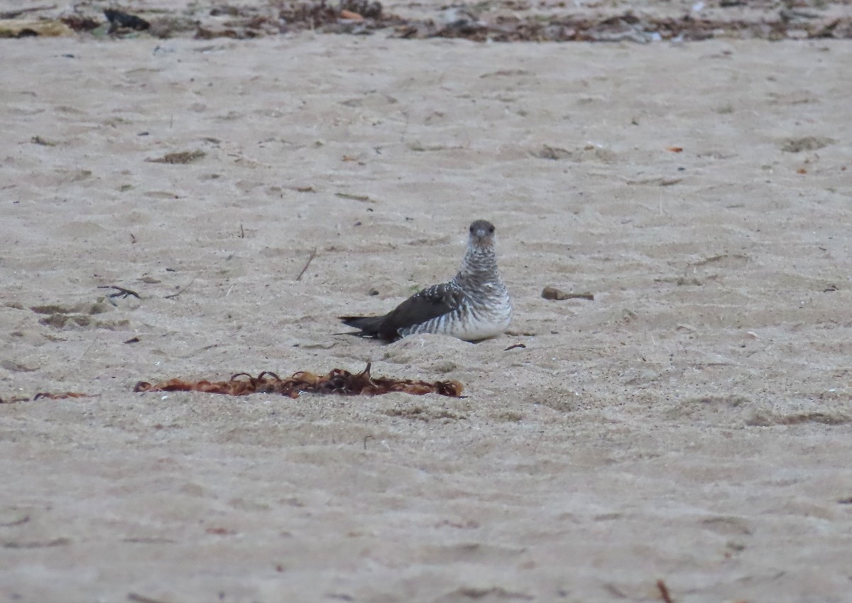 Parasitic Jaeger - ML647419589