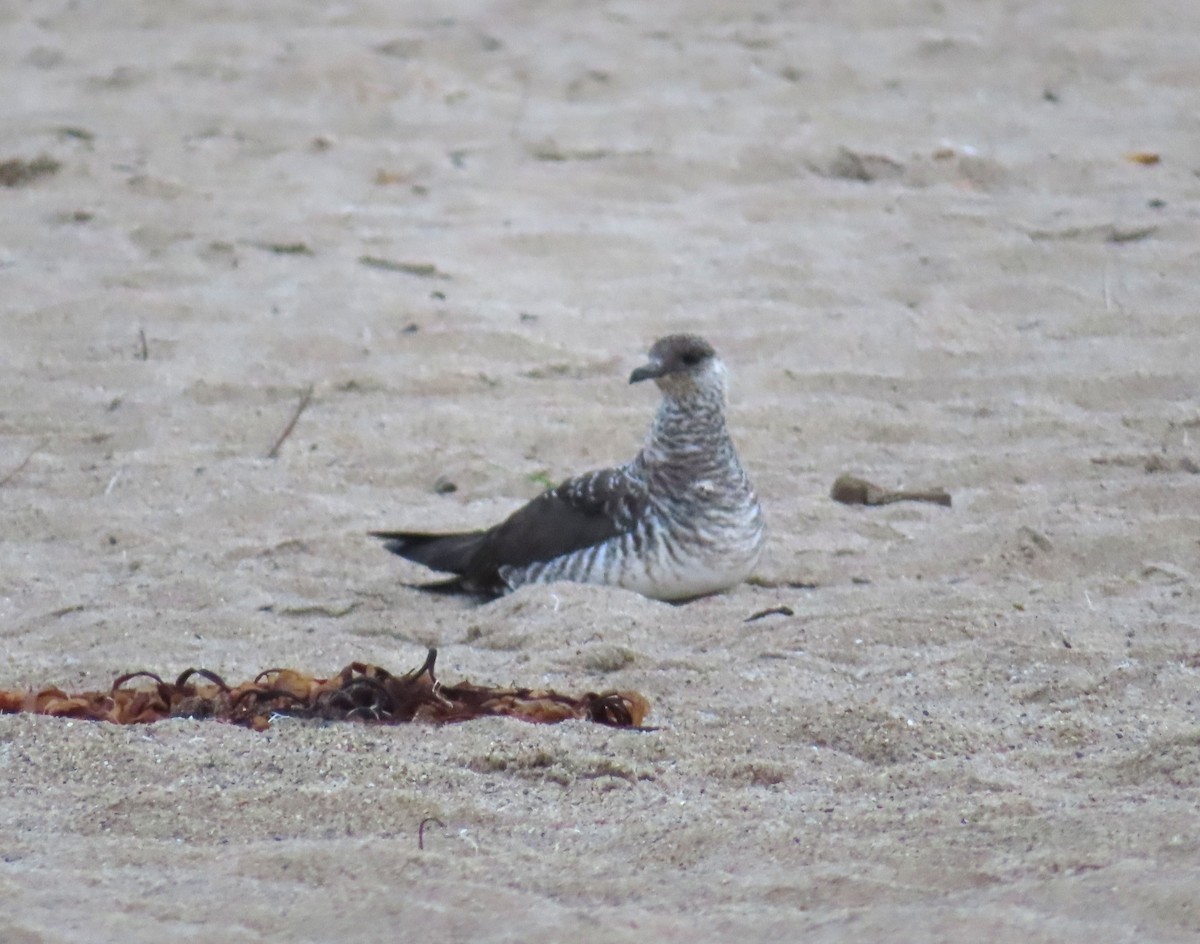 Parasitic Jaeger - ML647419590