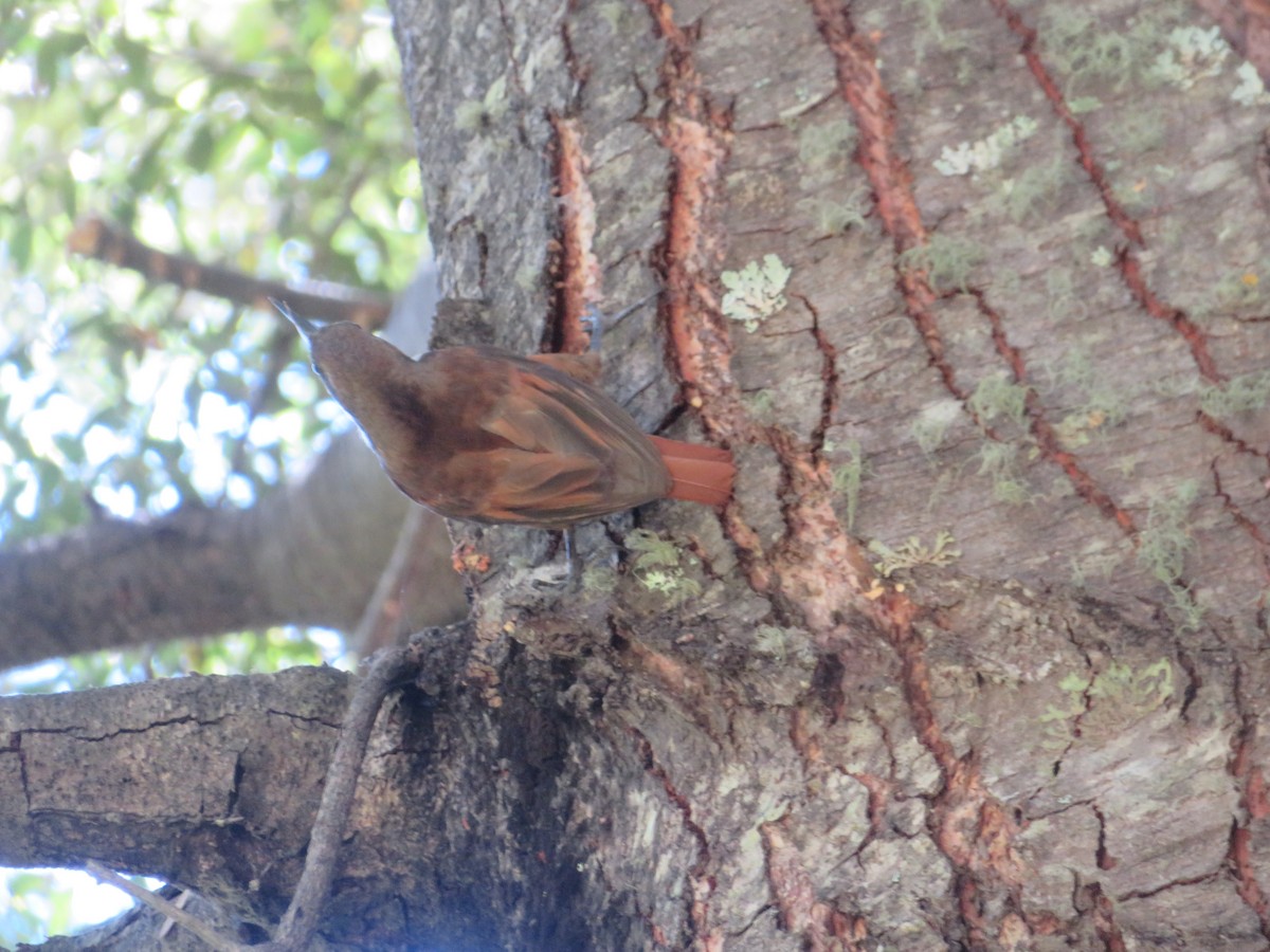 Курносый амурадо - ML647419593